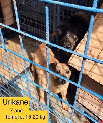 Adopter Urikane