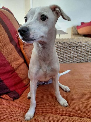 Adopter Vanille