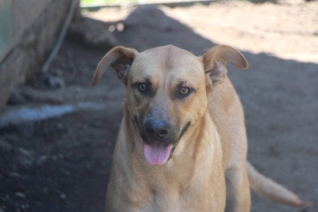 Adopter Vasco