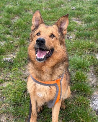 Adopter Vince