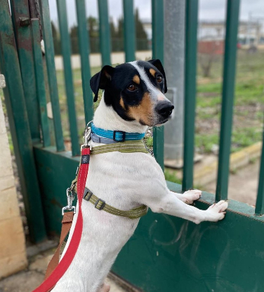 Adopter Vincent