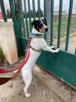 Adopter Vincent