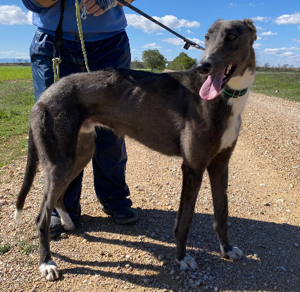 Adopter Vito