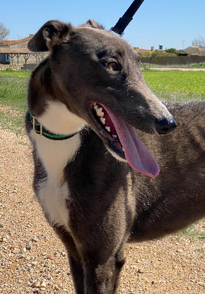 Adopter Vito