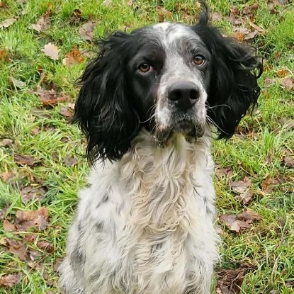 Adopter Yugo
