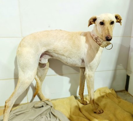 Adopter Zaimo
