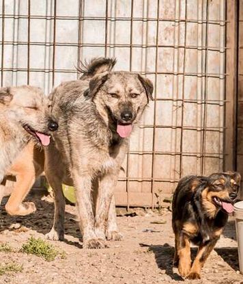 Adopter Zina