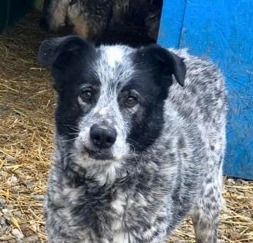 Adopter Zuzu