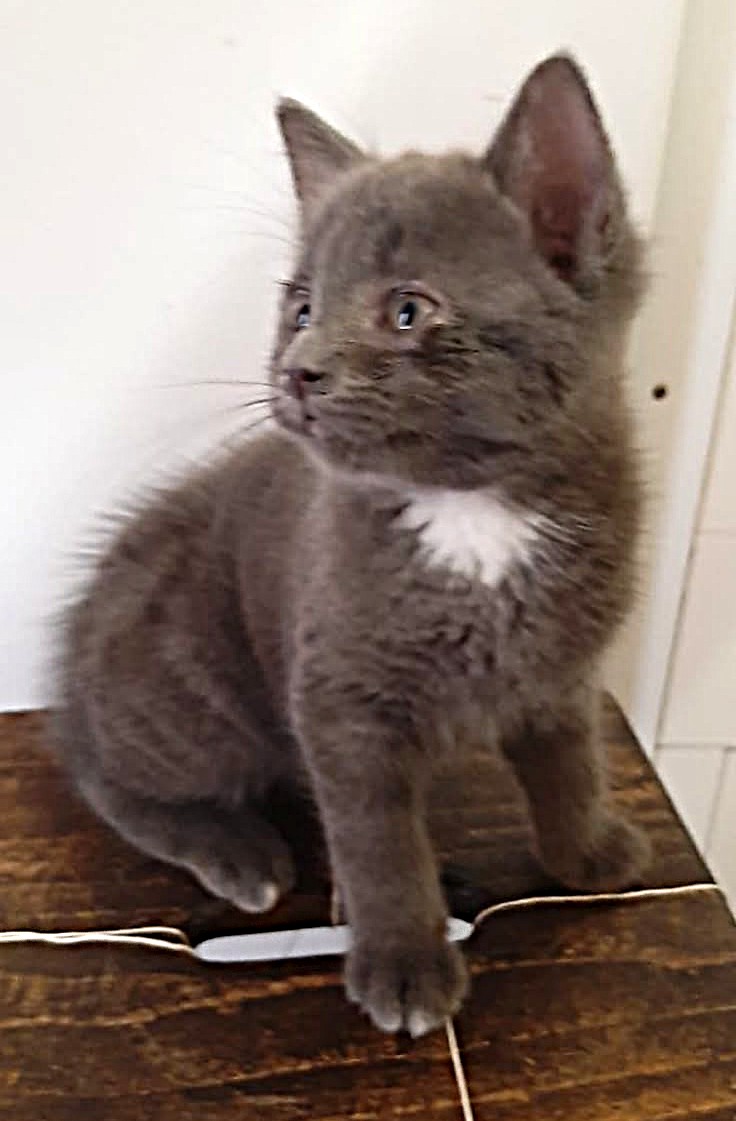 Adopter Emile