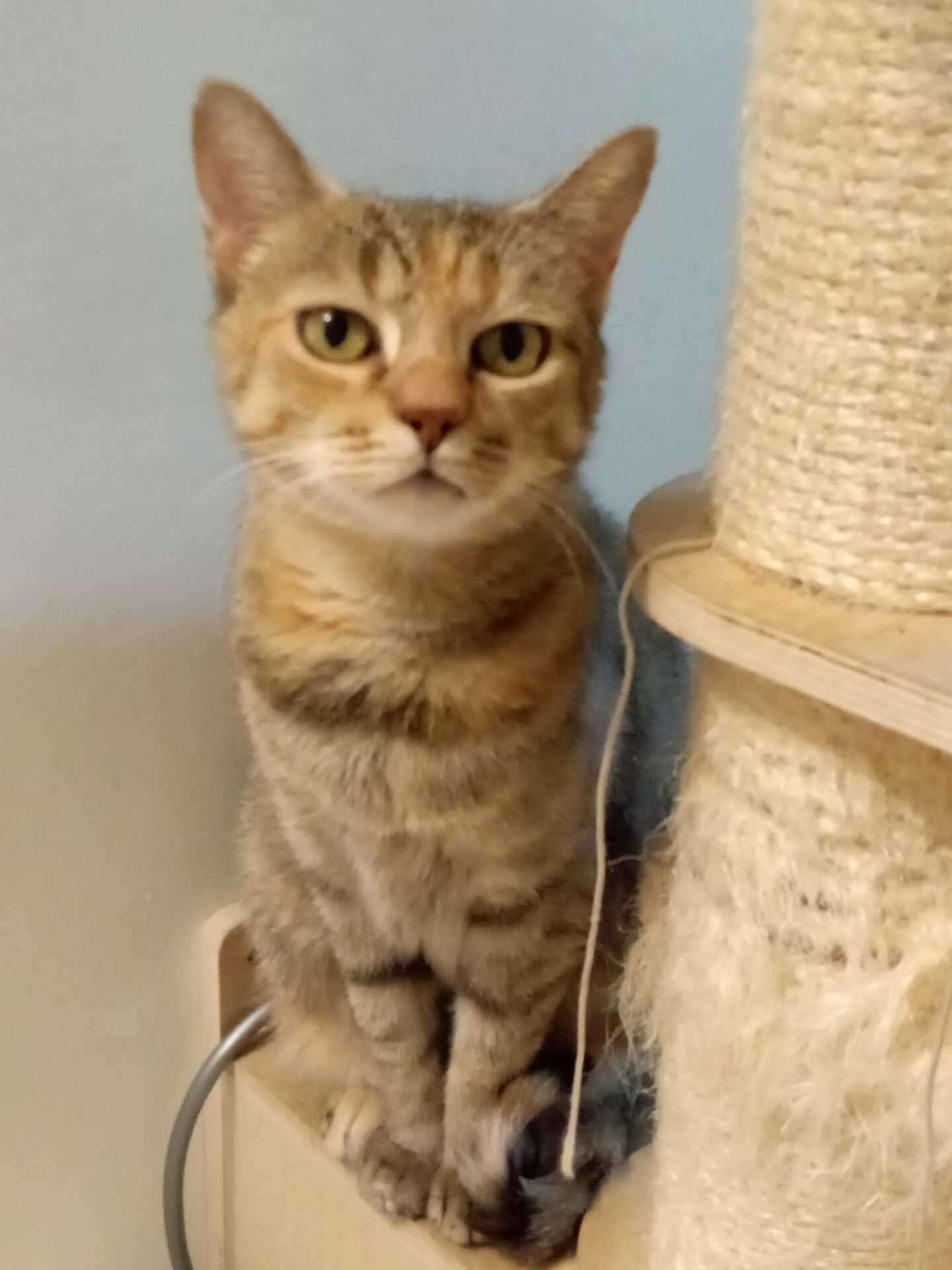 Adopter Duchesse 