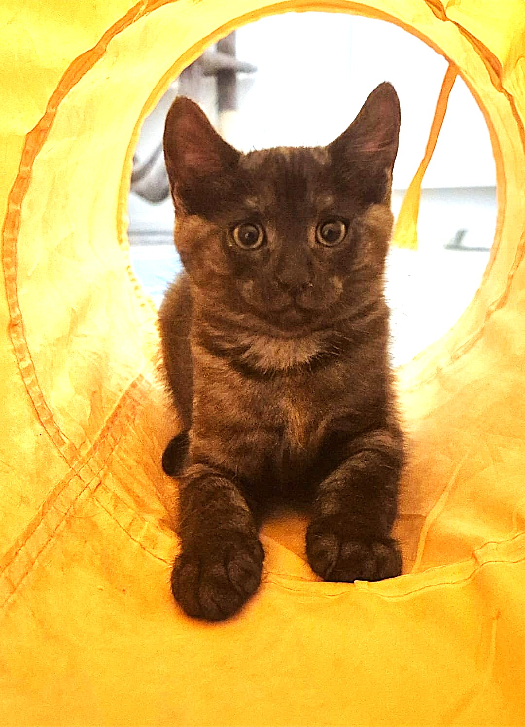 Adopter Bolt
