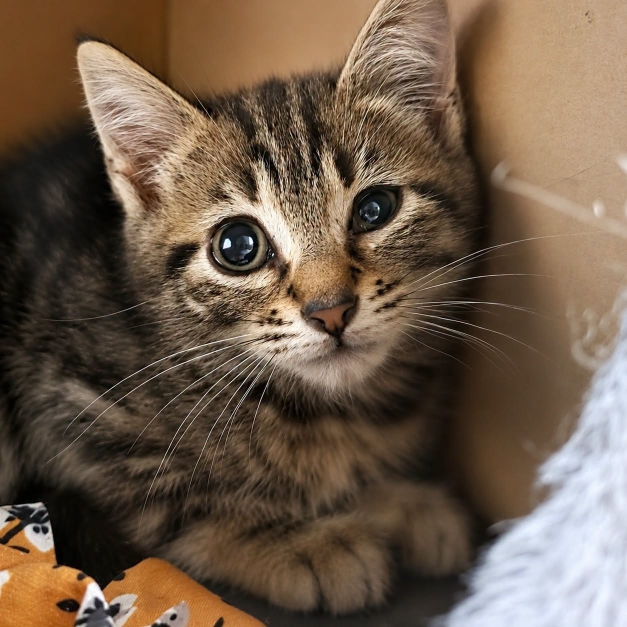 Adopter MIGNON