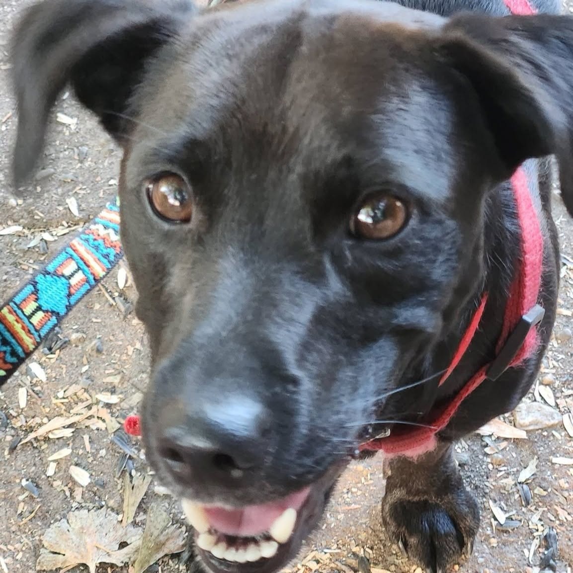 Adopter TAIRO