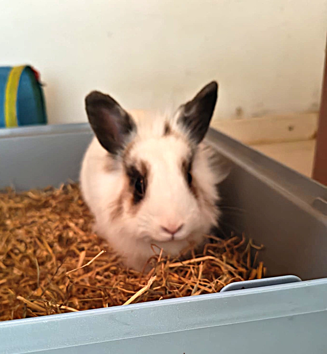Adopter Floccon