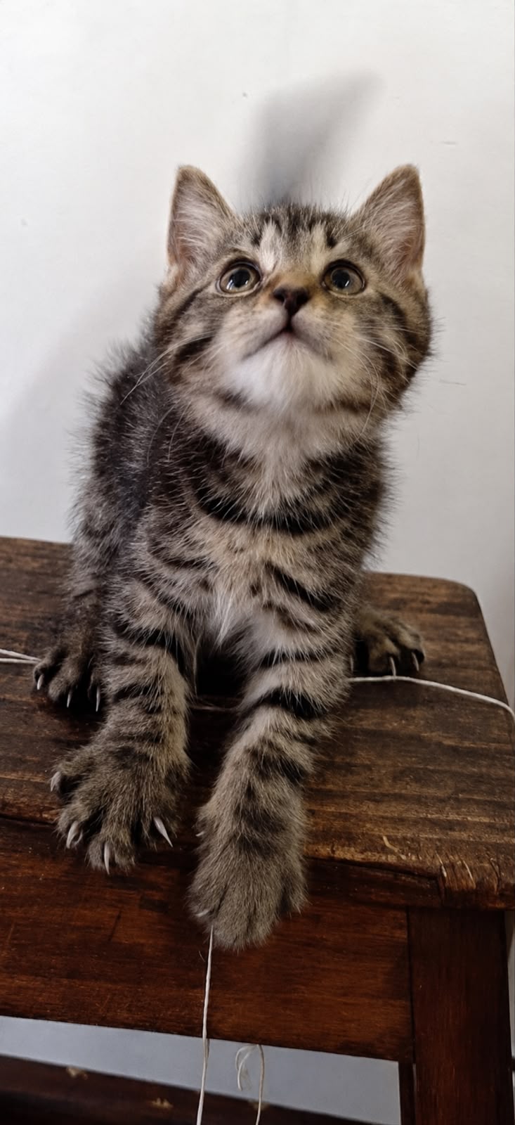 Adopter Zola