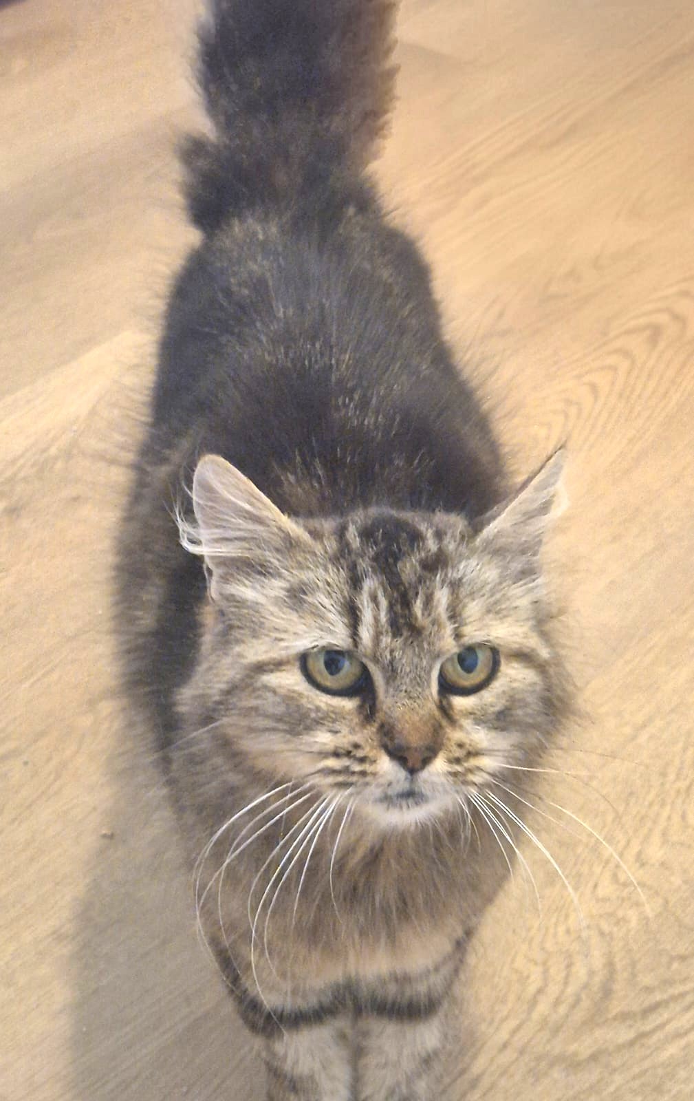 Adopter Vély