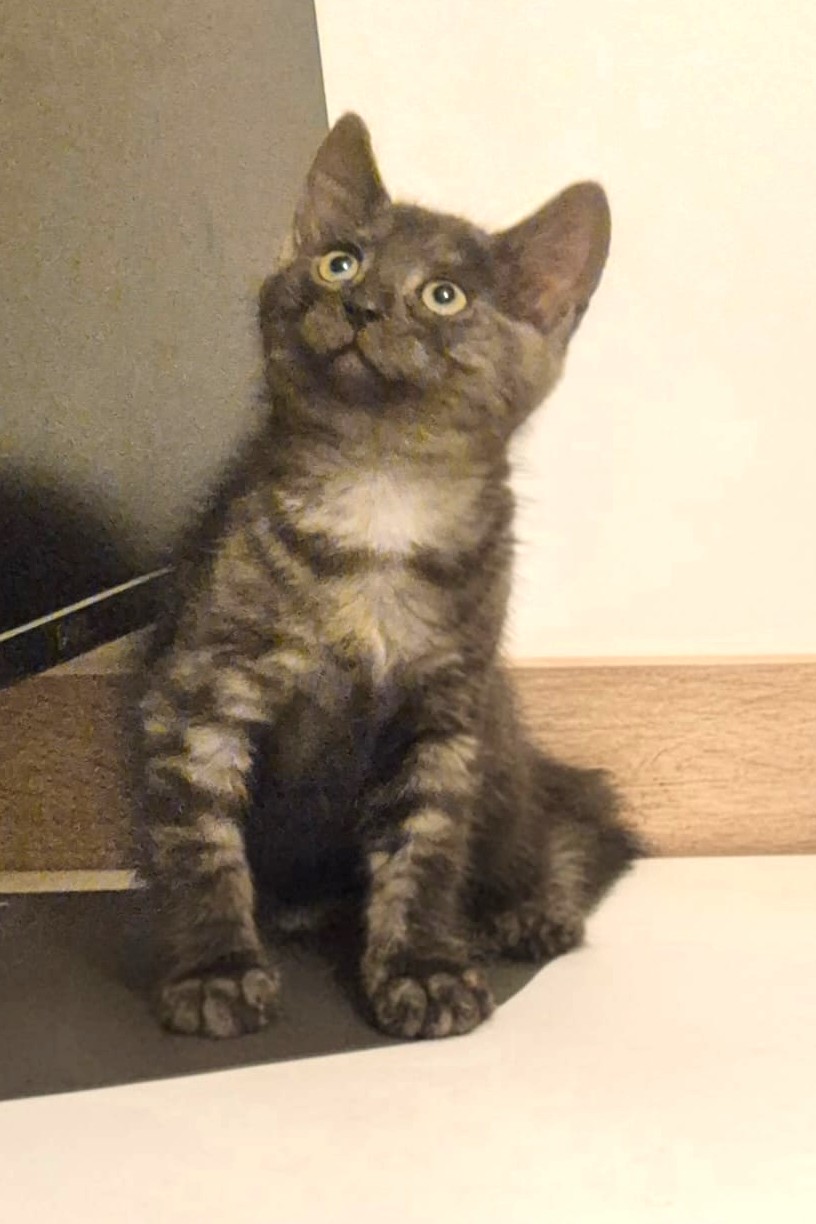 Adopter Bolt