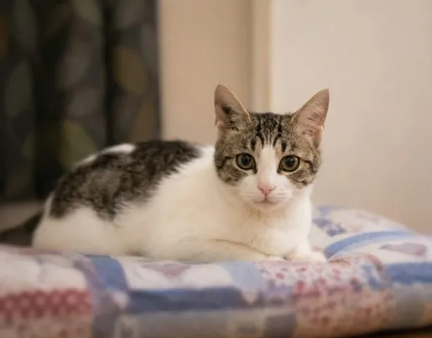 Adopter Perronnelle