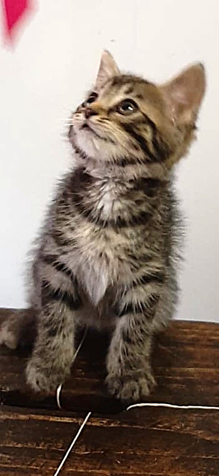 Adopter Drina