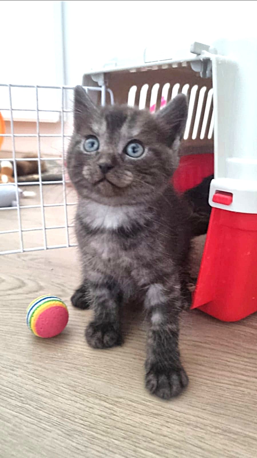 Adoption Bolt
