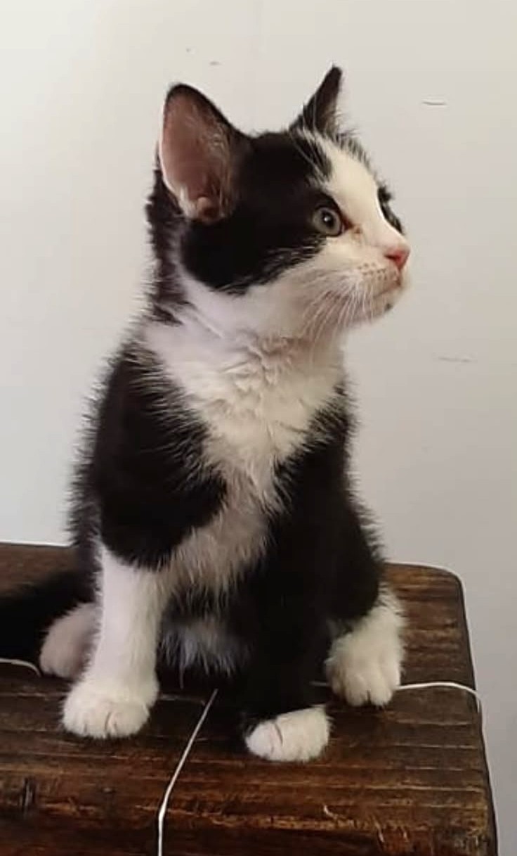 Adopter Mily
