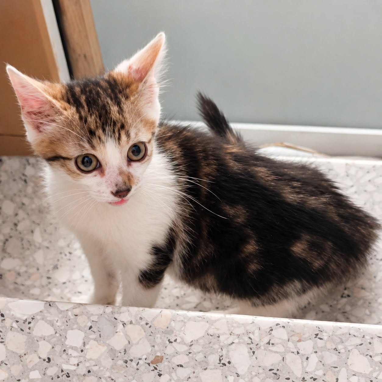 Adopter JIMBO