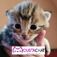 Logo association Moustachat