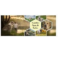 Logo association Coeurs de Mastins