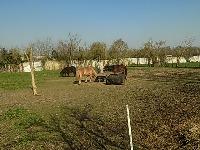 Logo association Les Ecuries du Dernier Recours