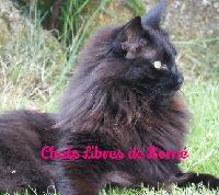 Logo association Chats Libres de Berné